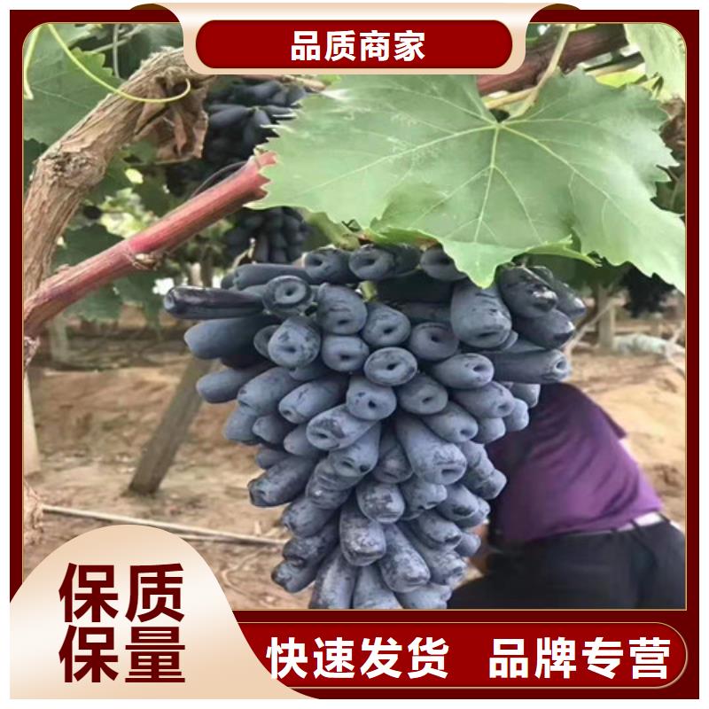 葡萄烟福8苹果苗真实拍摄品质可靠