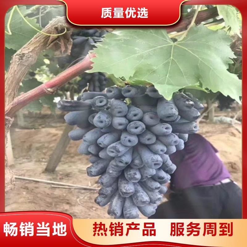 葡萄山楂苗嚴(yán)謹(jǐn)工藝