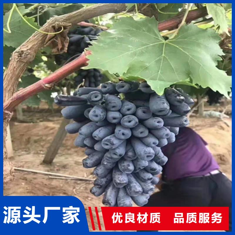 葡萄樱桃树苗厂家直营