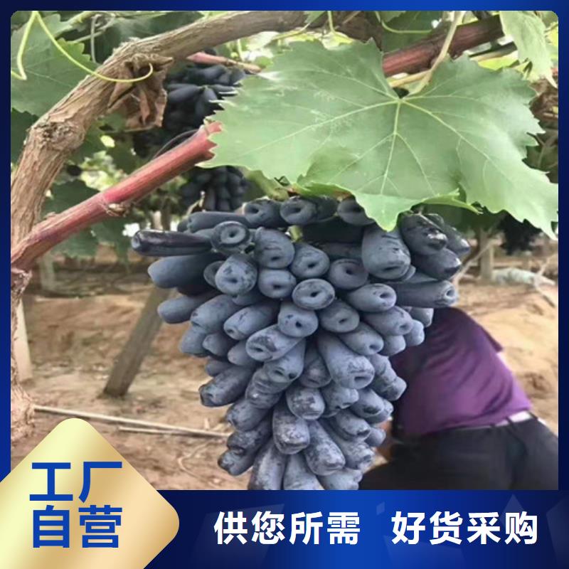 香椿树苗视频-龙州|宁明|来宾|河池|百色|南宁|防城港兴业香椿树苗_ 苗木中心(崇左市分公司)
