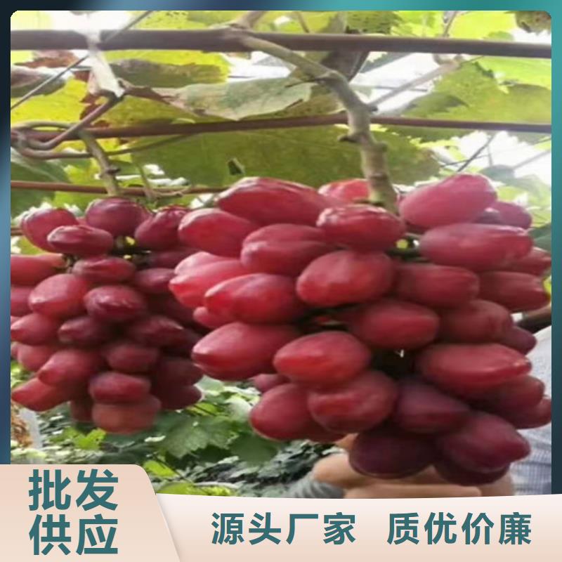 葡萄,獼猴桃苗實拍展現(xiàn)