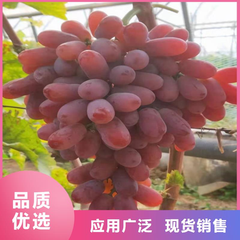 葡萄蟠桃苗产品性能