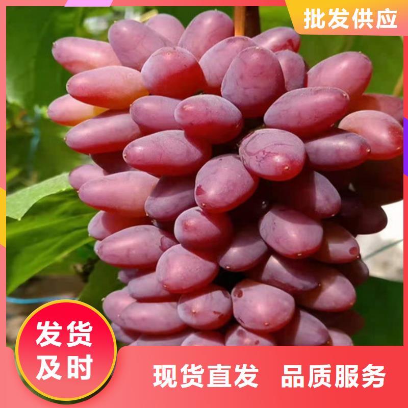 葡萄,獼猴桃苗實拍展現(xiàn)