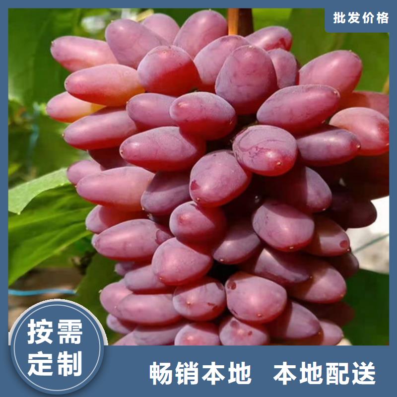 葡萄山楂苗嚴(yán)謹(jǐn)工藝