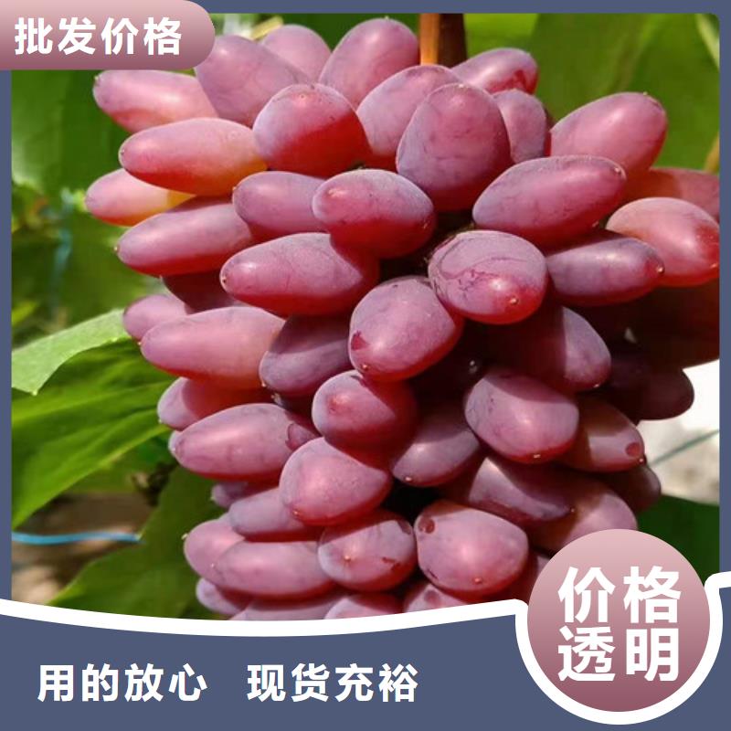 葡萄樱桃树苗厂家直营