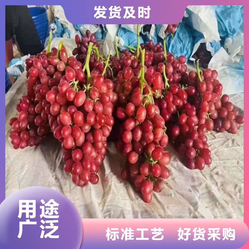 秋天清脆葡萄苗