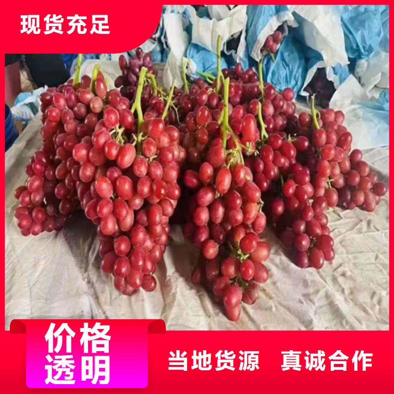 葡萄,獼猴桃苗實拍展現(xiàn)