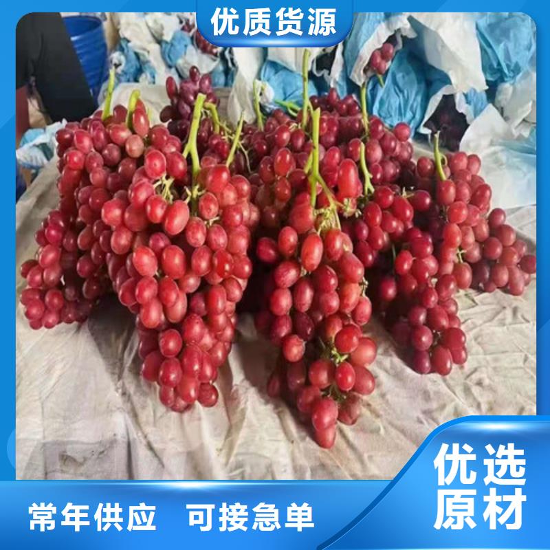 葡萄烟福8苹果苗真实拍摄品质可靠