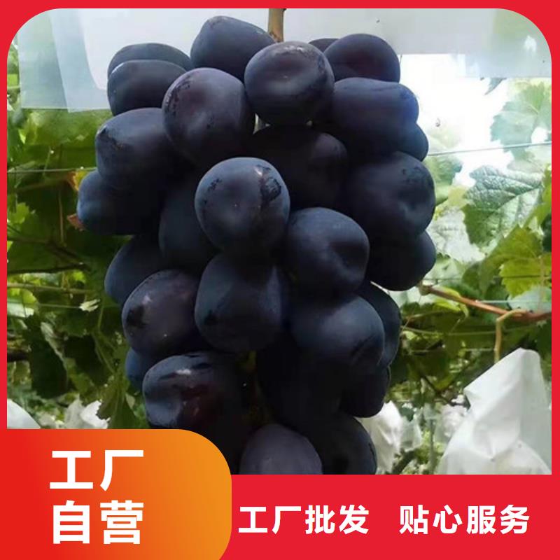 晨香葡萄樹苗