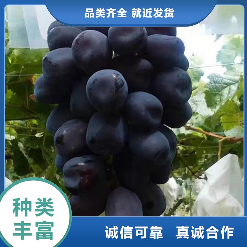 葡萄,獼猴桃苗實拍展現(xiàn)