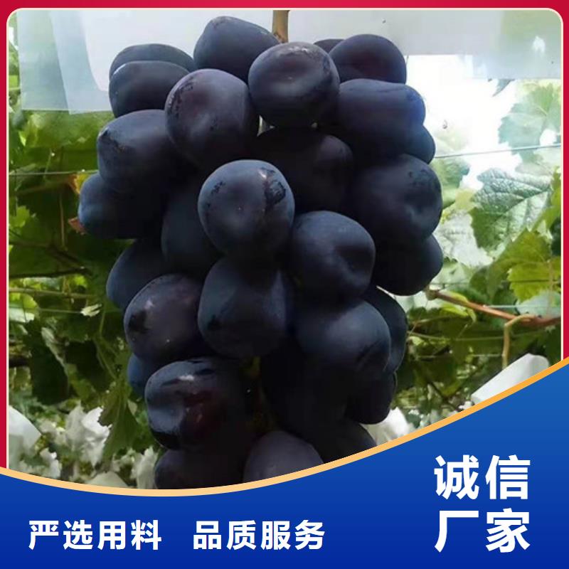 葡萄山楂苗嚴(yán)謹(jǐn)工藝