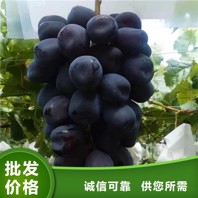 葡萄辣椒苗型号齐全