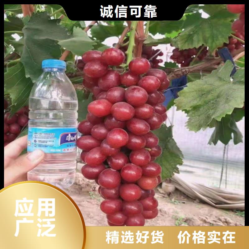 葡萄,獼猴桃苗實拍展現(xiàn)