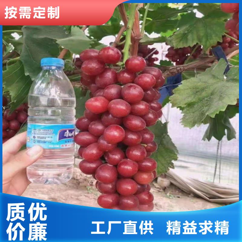 葡萄烟福8苹果苗真实拍摄品质可靠
