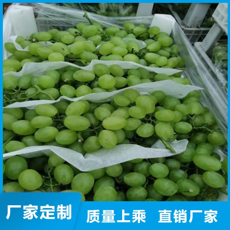 葡萄烟福8苹果苗真实拍摄品质可靠