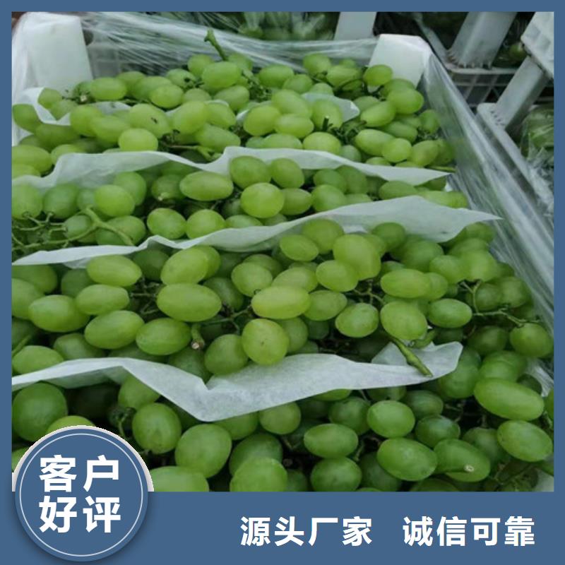 葡萄,獼猴桃苗實拍展現(xiàn)