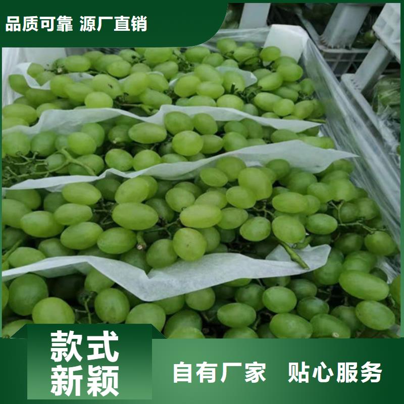 葡萄,獼猴桃苗實拍展現(xiàn)