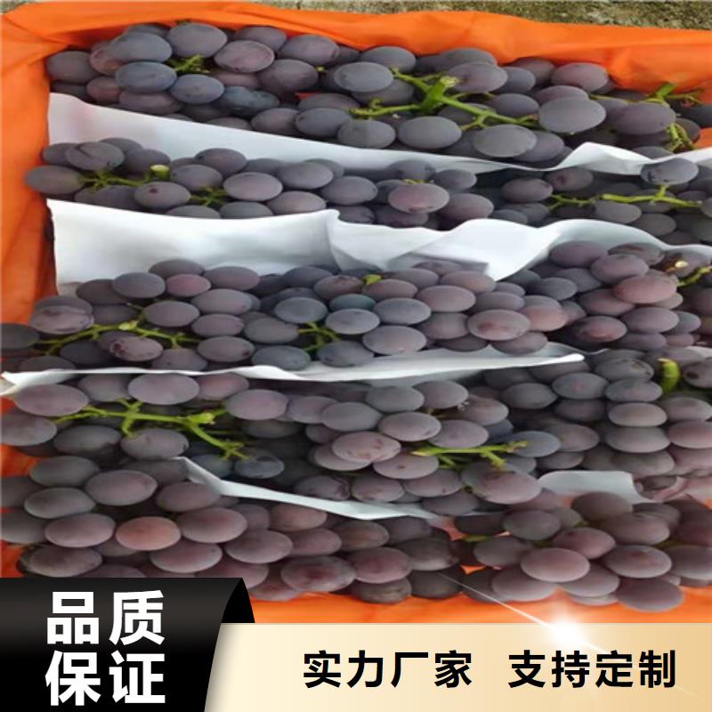 葡萄,獼猴桃苗實拍展現(xiàn)