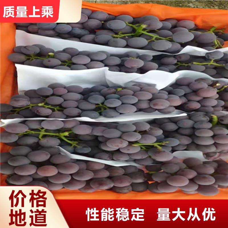 葡萄,獼猴桃苗實拍展現(xiàn)