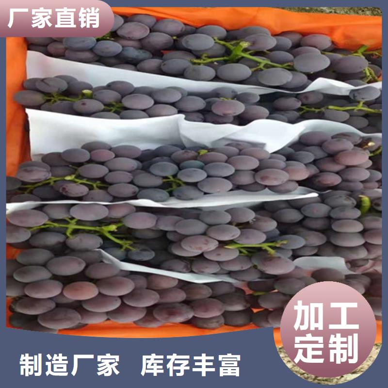 葡萄烟福8苹果苗真实拍摄品质可靠