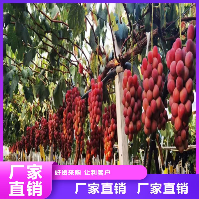 葡萄辣椒苗型号齐全