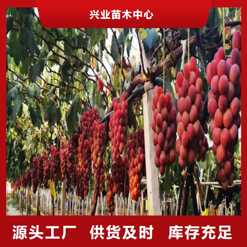 葡萄烟福8苹果苗真实拍摄品质可靠