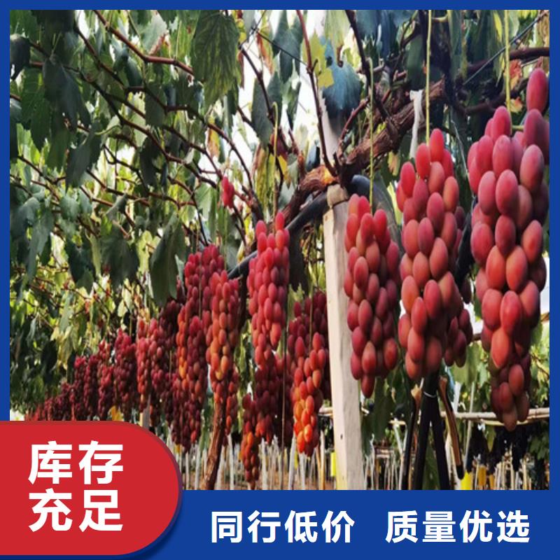 葡萄,獼猴桃苗實拍展現(xiàn)