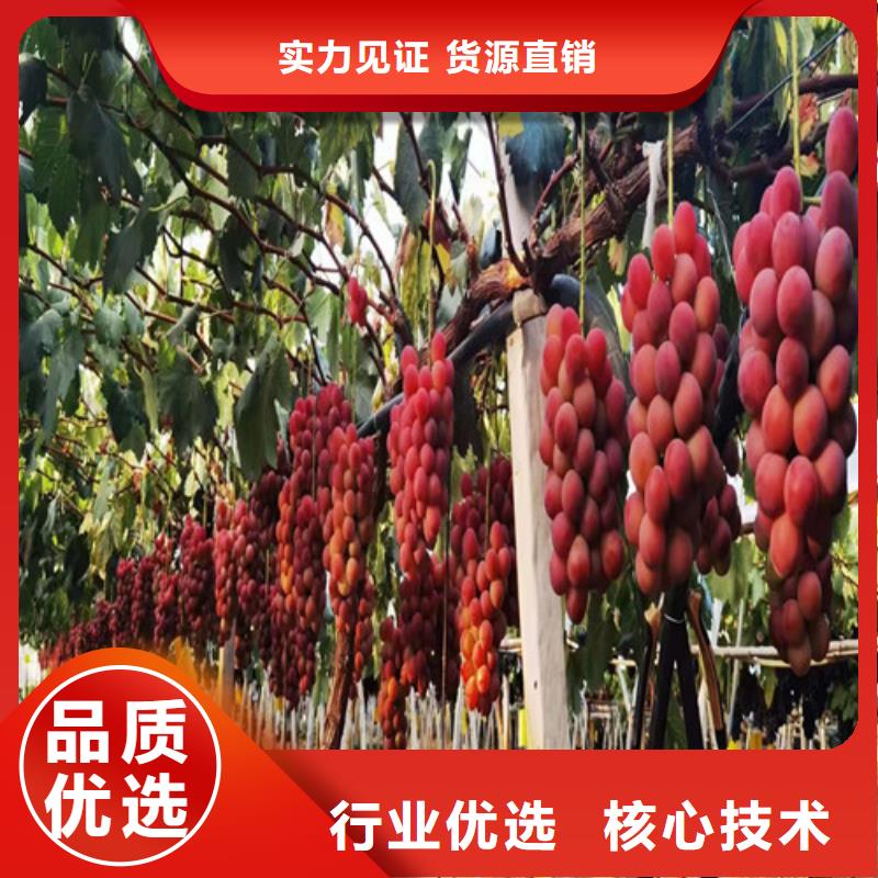葡萄,獼猴桃苗實拍展現(xiàn)
