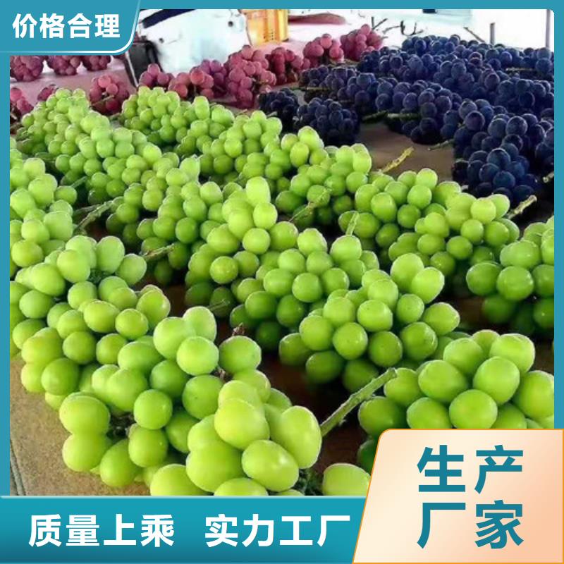 葡萄辣椒苗型号齐全