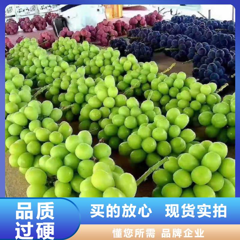 葡萄,獼猴桃苗實拍展現(xiàn)