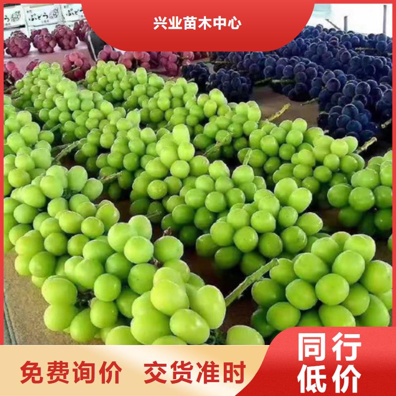 早霞玖瑰葡萄樹苗一畝地利潤(rùn)