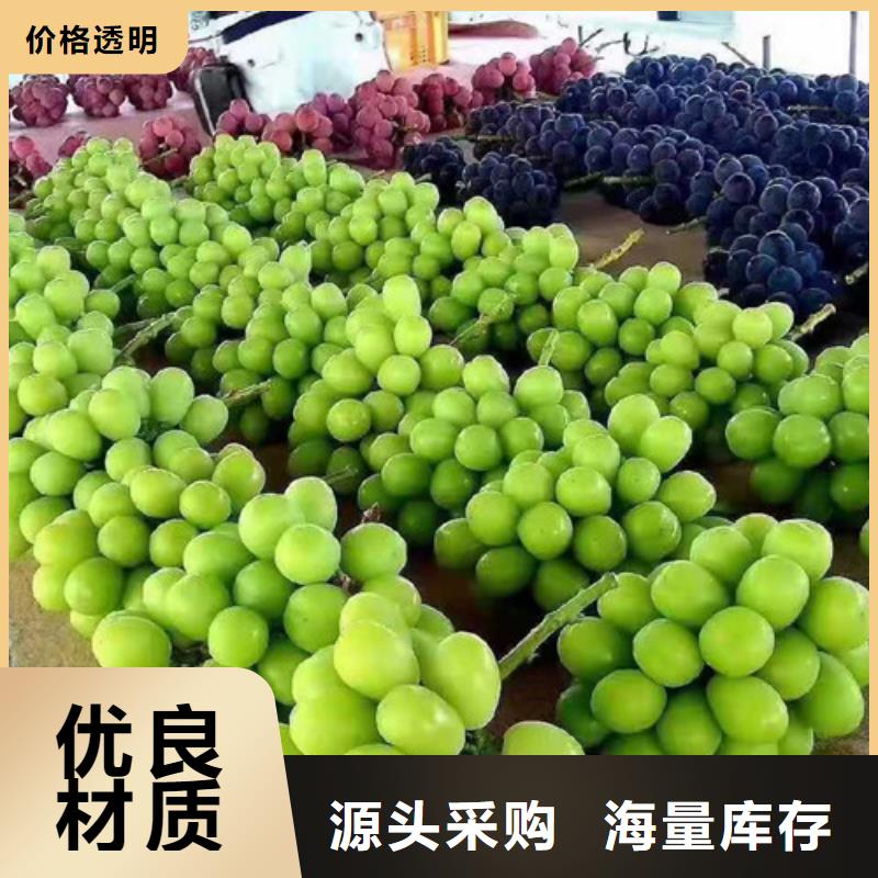 早霞玖瑰葡萄樹苗一畝地利潤(rùn)