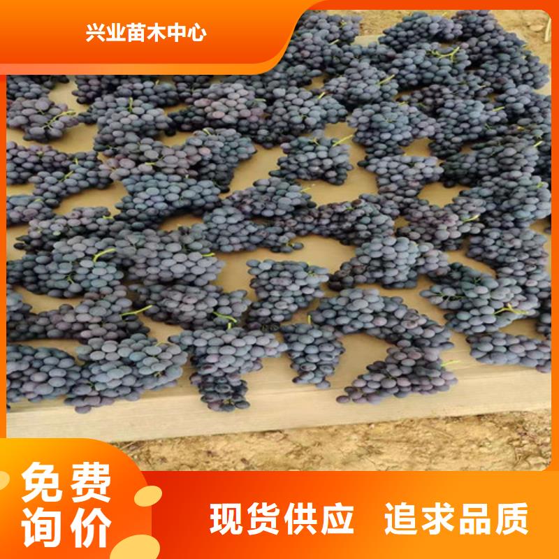 早霞玖瑰葡萄樹苗一畝地利潤(rùn)