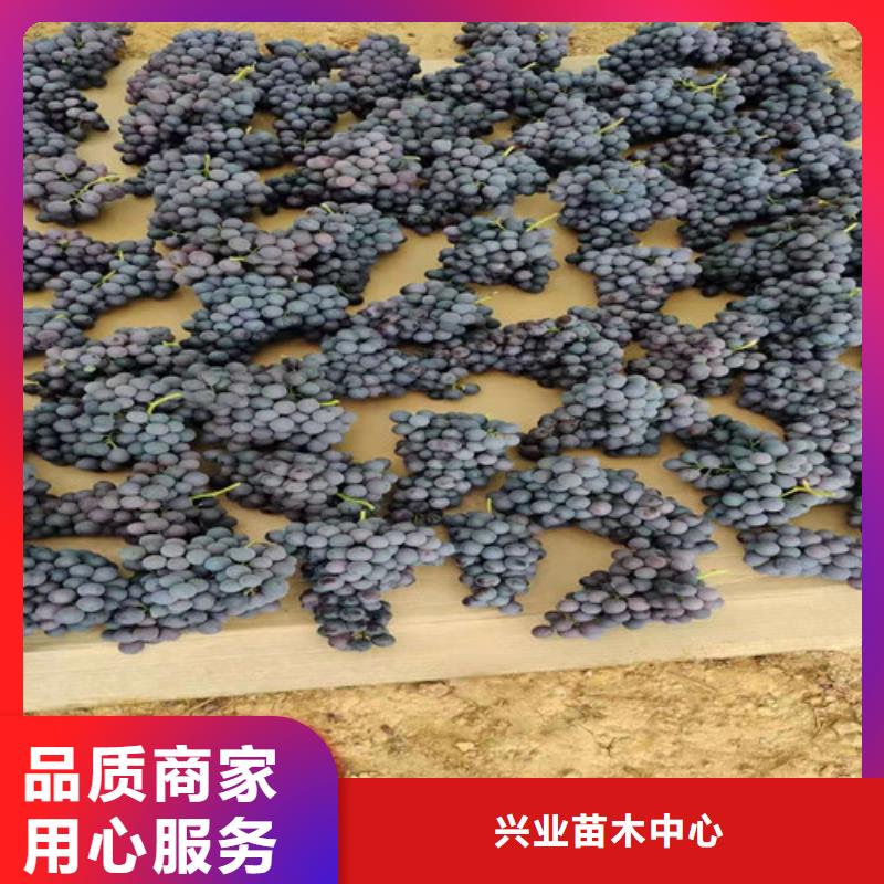 白雞心葡萄樹苗
