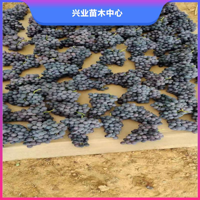 葡萄山楂苗嚴(yán)謹(jǐn)工藝