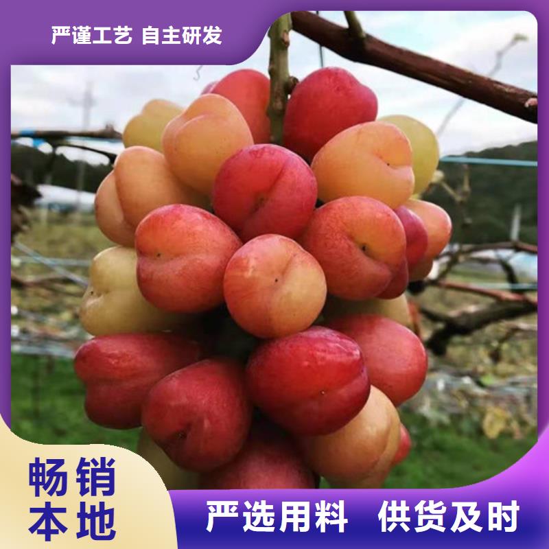 早霞玖瑰葡萄樹苗一畝地利潤(rùn)