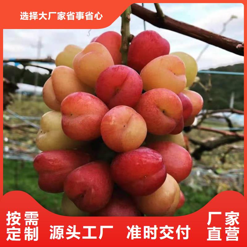 葡萄,獼猴桃苗實拍展現(xiàn)