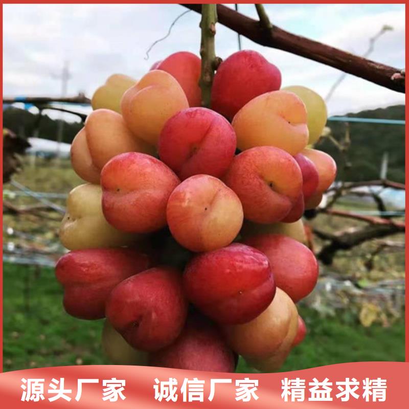 葡萄黄桃苗多种规格库存充足