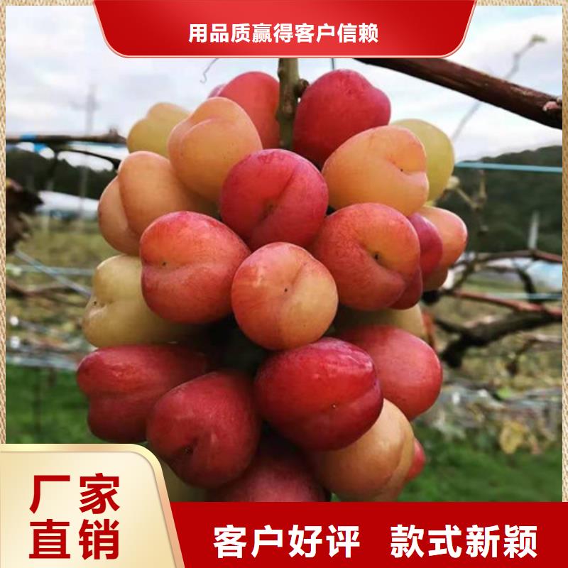 葡萄辣椒苗型号齐全