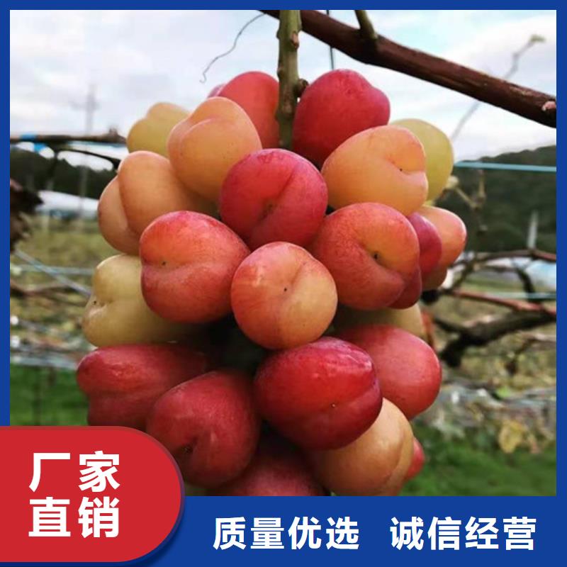 早霞玖瑰葡萄樹苗一畝地利潤(rùn)