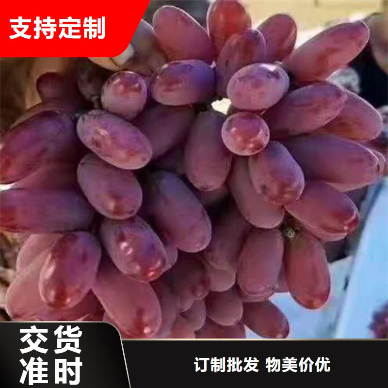 早霞玖瑰葡萄樹苗一畝地利潤(rùn)