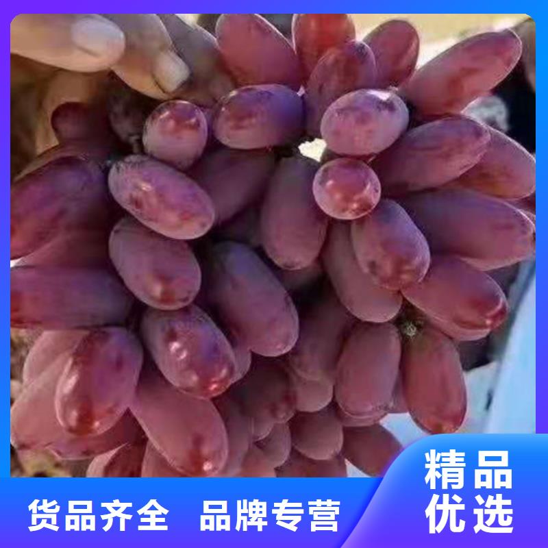 葡萄黄桃苗多种规格库存充足