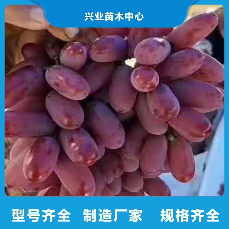 葡萄辣椒苗型号齐全