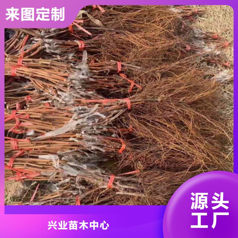 葡萄黄桃苗多种规格库存充足