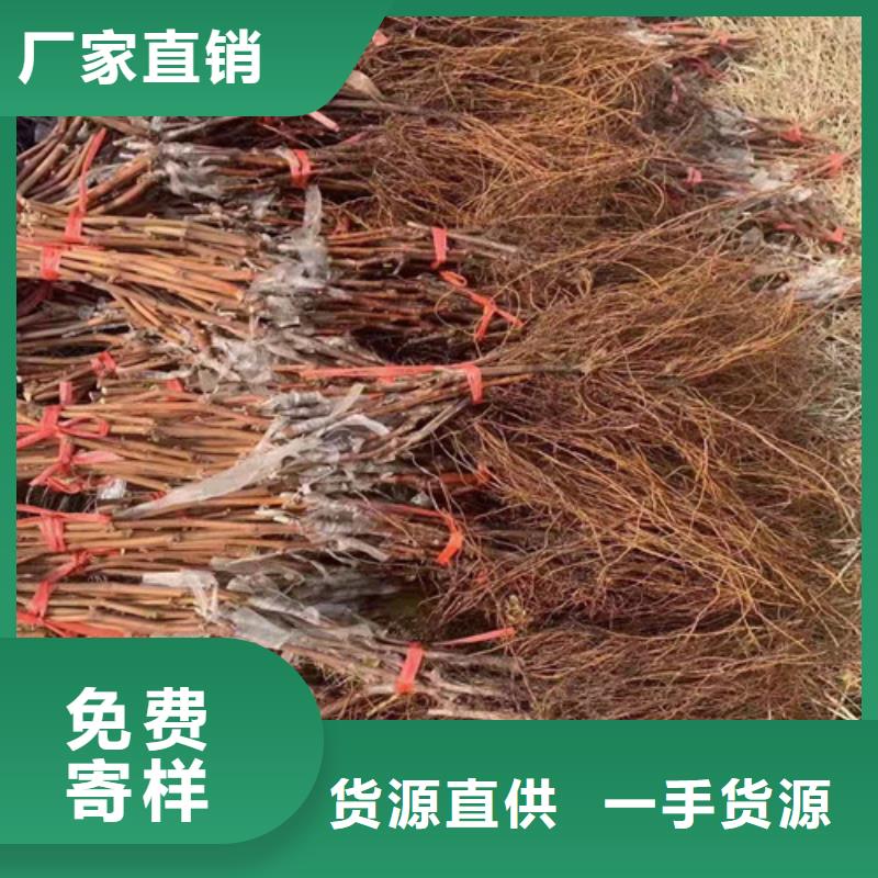 葡萄山楂苗嚴(yán)謹(jǐn)工藝