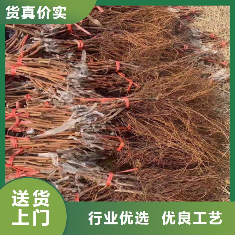 早霞玖瑰葡萄樹苗一畝地利潤(rùn)