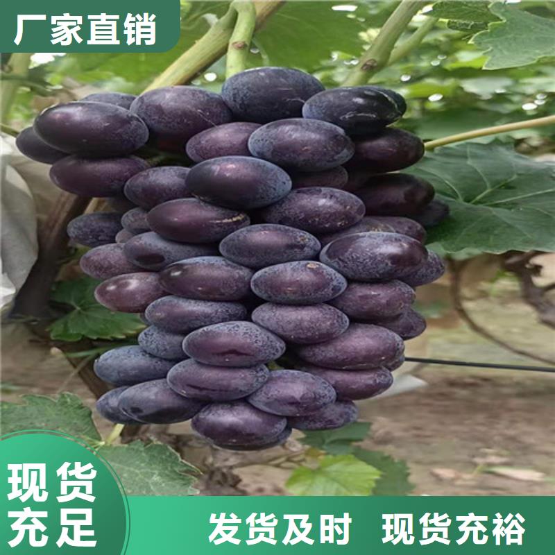 早霞玖瑰葡萄樹苗一畝地利潤(rùn)