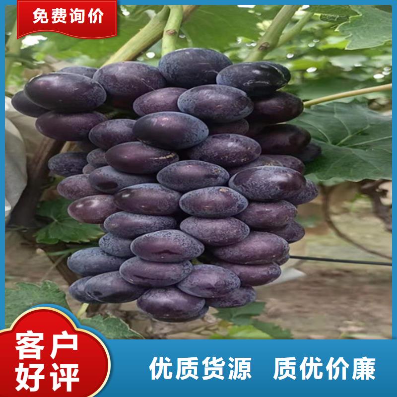 葡萄蟠桃苗产品性能
