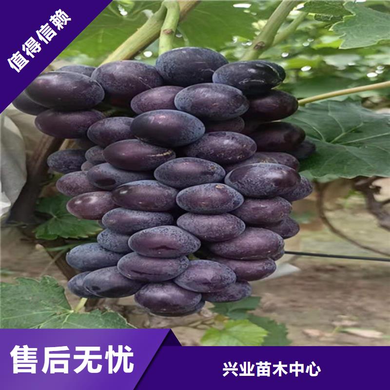 葡萄,獼猴桃苗實拍展現(xiàn)
