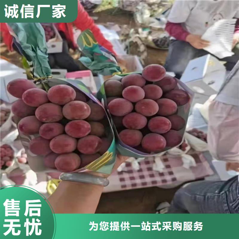 葡萄黄桃苗多种规格库存充足